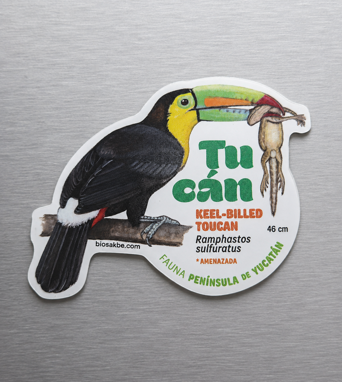 Juego de 10 Imanes Con Ilustraciones De Especies de Vida Silvestre De La Península De Yucatán
